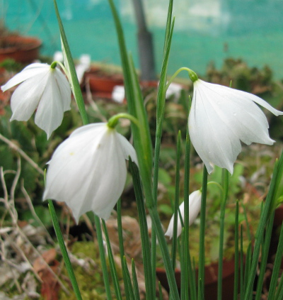 Olsynium douglasii 'Album' 